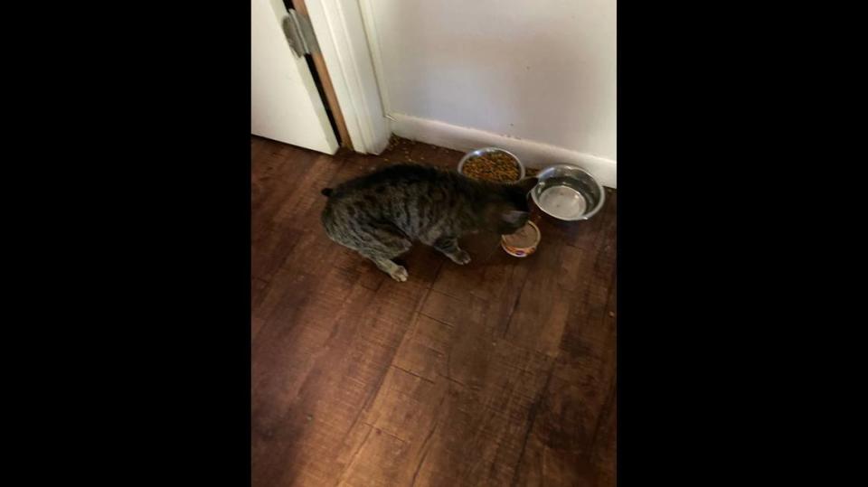 Sparkles enjoys her first meal after her rescue.