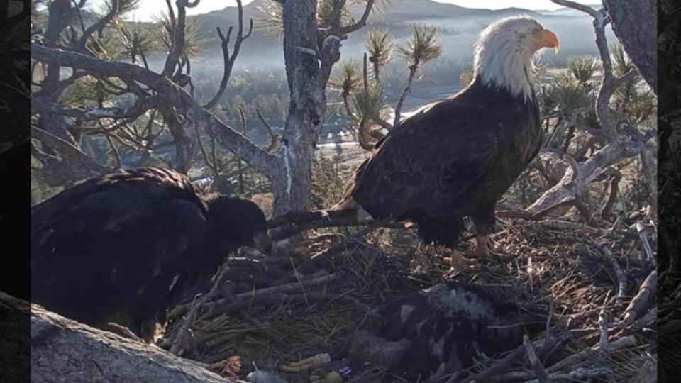 <p>One of the two baby bald eagles which thousands of people have watched via livestream since it hatched, has died. The two eaglets were named Cookie and Simba by local schoolchildren, and Monday it was reported that Cookie had died, likely due to hypothermia from a weekend storm that brought a ton of snow to […]</p> <p>The post <a rel="nofollow noopener" href="https://theblast.com/baby-bald-eagle-dead-hypothermia/" target="_blank" data-ylk="slk:One of the Baby Bald Eagles from Big Bear Died During Weekend Storm;elm:context_link;itc:0;sec:content-canvas" class="link ">One of the Baby Bald Eagles from Big Bear Died During Weekend Storm</a> appeared first on <a rel="nofollow noopener" href="https://theblast.com" target="_blank" data-ylk="slk:The Blast;elm:context_link;itc:0;sec:content-canvas" class="link ">The Blast</a>.</p>