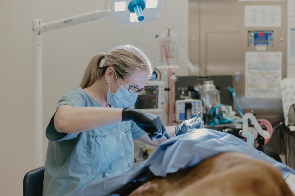 Veterinarian Kelly Patriquin, co-owner of Dr. Kelly’s Surgical Unit, specializes in low-cost surgical procedures including dental work, spays and neuters, mass and tumor removals, bladder stones and other procedures that don’t require a lot of surgery aftercare.
