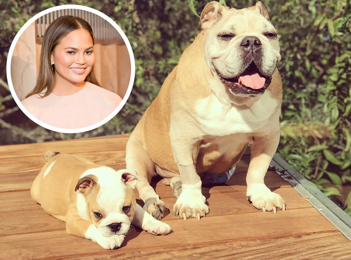 Chrissy Teigen’s eldest dog, Puddy (right), suffers from a heart tumor. (Photo: Getty Images; Instagram/Chrissy Teigen)