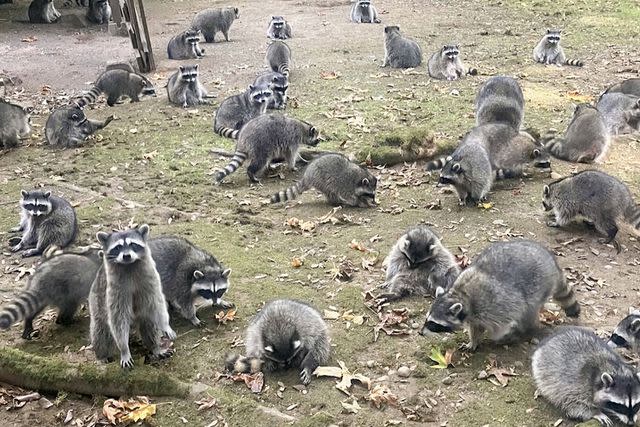 <p>Kitsap County Sheriff's Office via AP</p> Raccoons on a woman's property in Poulsbo, Washington