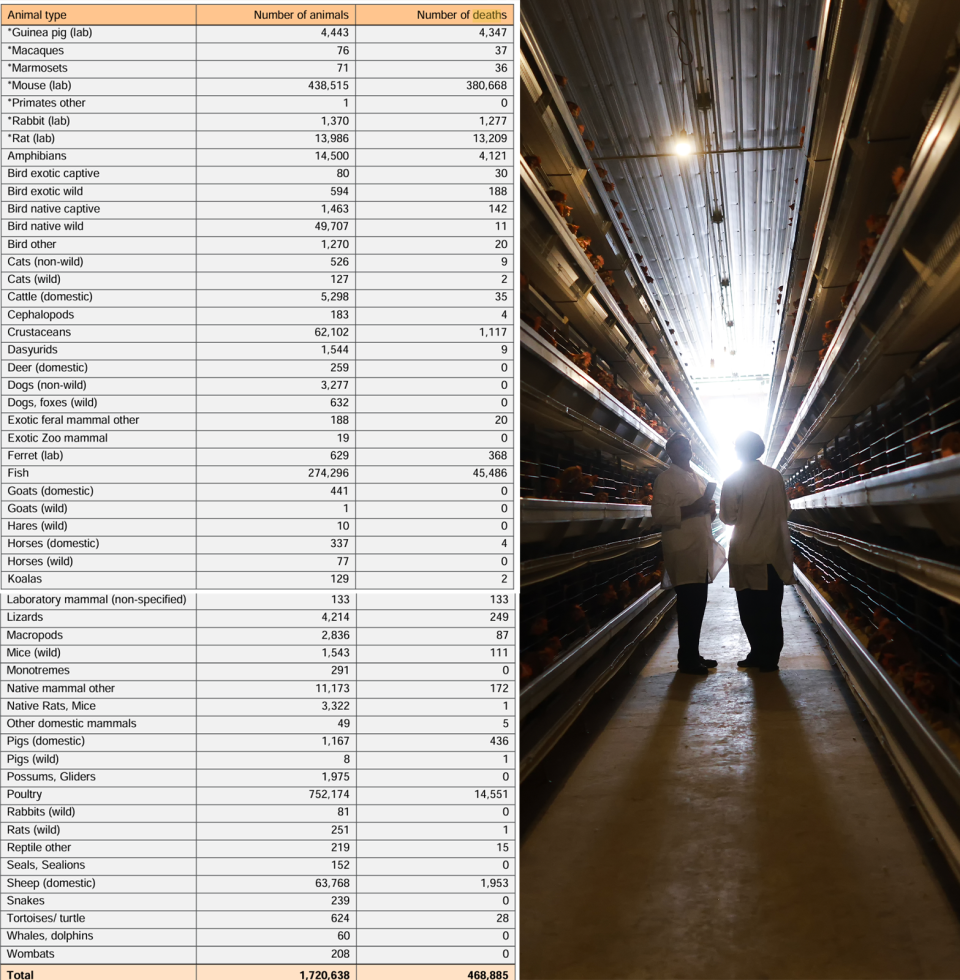 Left - the numbers of animals killed in experiments. Right - inside a dark poultry shed. Two people stand in the distance between the cages.