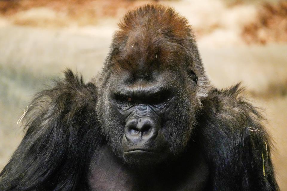 83. The Milwaukee County Zoo has had some famous ones over the years. Samson the gorilla arrived as a baby in Milwaukee in 1950 and died of a heart attack in 1981. Milwaukeeans can pay homage to him with a visit to a lifelike re-creation at the Milwaukee Public Museum.
