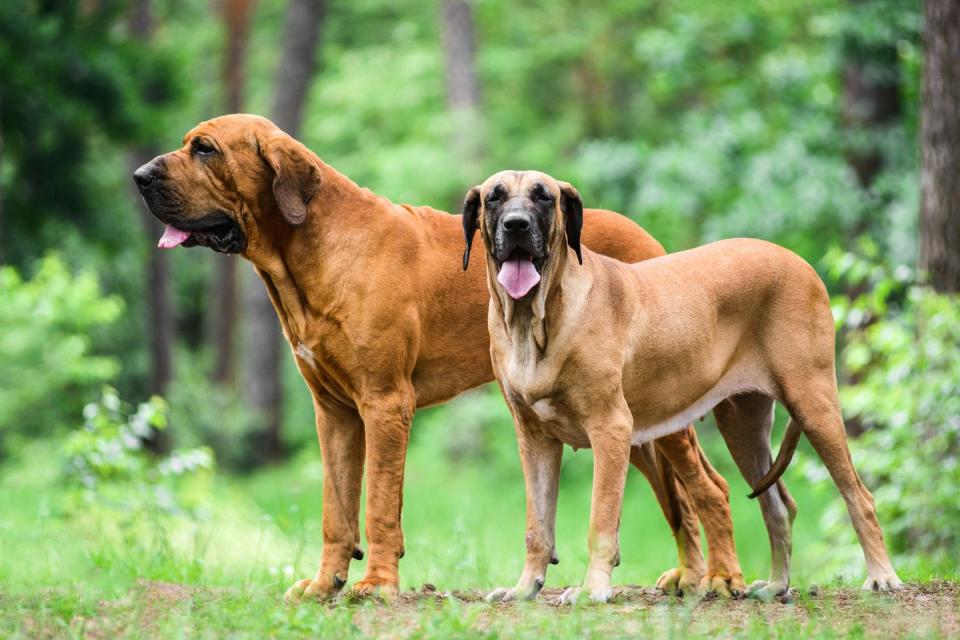 two adult brazilian mastiff dogs standing side by side in summer forest and is a reddish color and larger, the smaller one is tan and looking at the camera