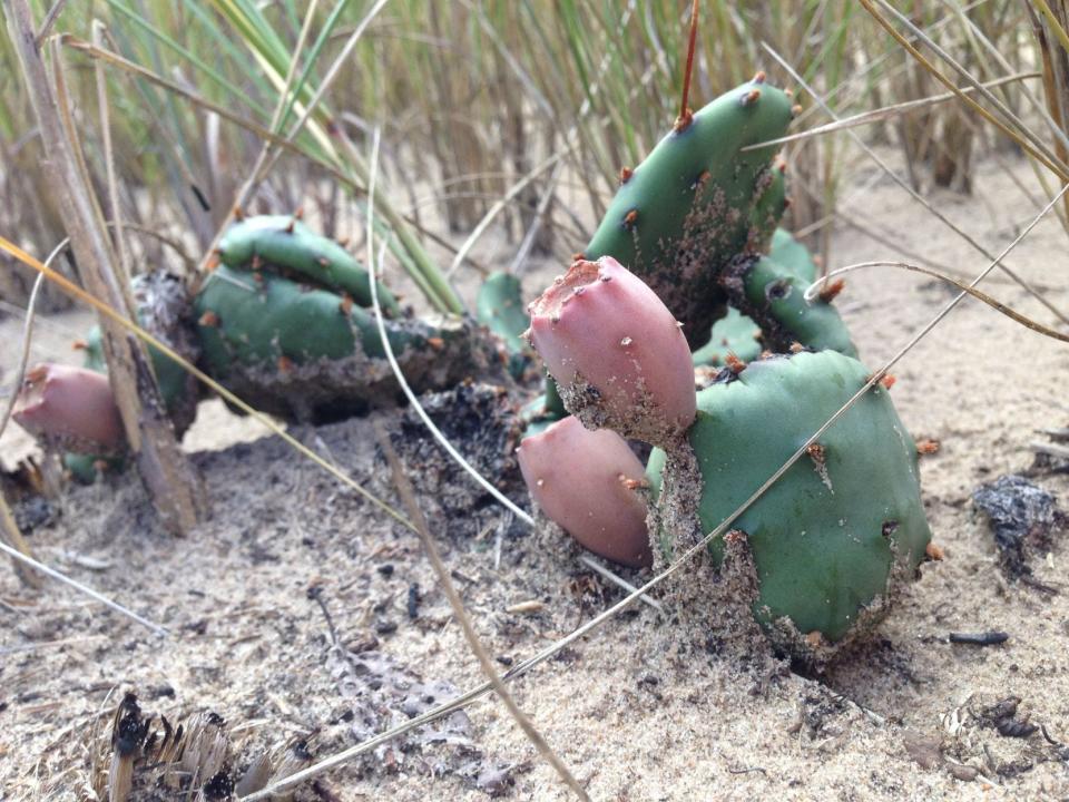 Prickly pear cactus is seen growing during the fall at Indiana Dunes National Park.