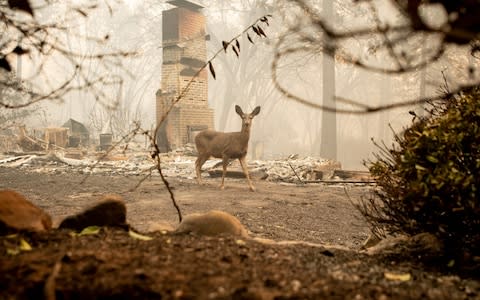 A deer looks on from a burned residence after the Camp fire tore through the area in Paradise, California - Credit: AFP
