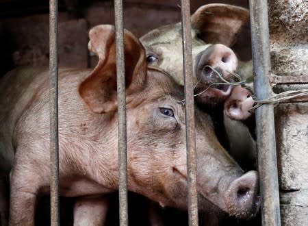 Pigs are seen at a farm outside Hanoi