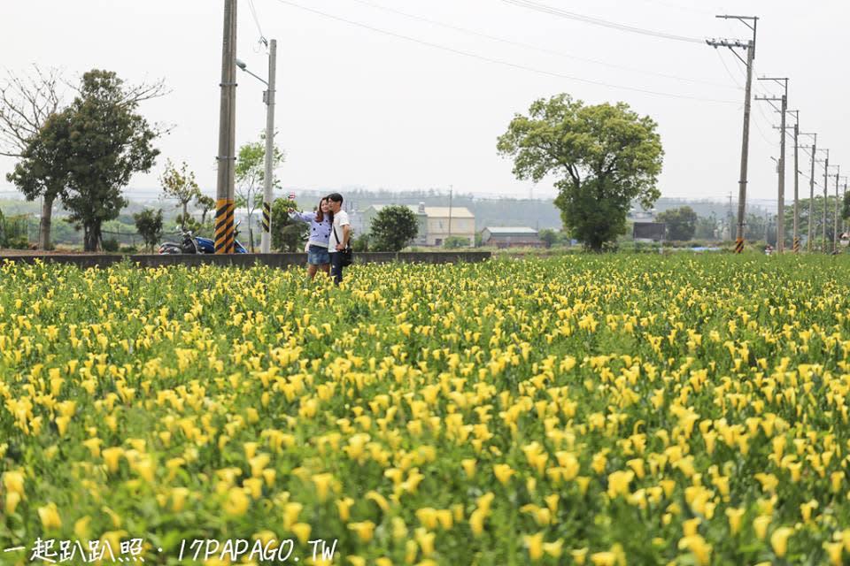 台中外埔海芋田。圖：一起趴趴照授權提供