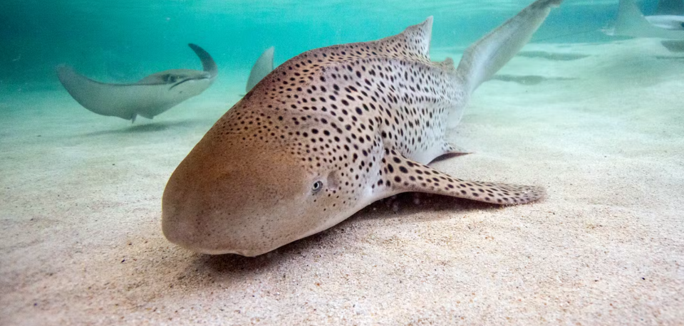 A study has found a zebra shark at Chicago's Shedd Aquarium reproduced some of her young through "virgin births." The study, published in the Journal of Fish Biology, focused on the zebra sharks born at the aquarium.