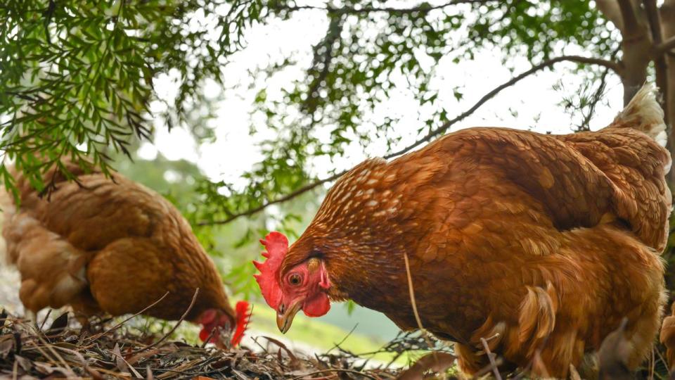 Happy free range chickens