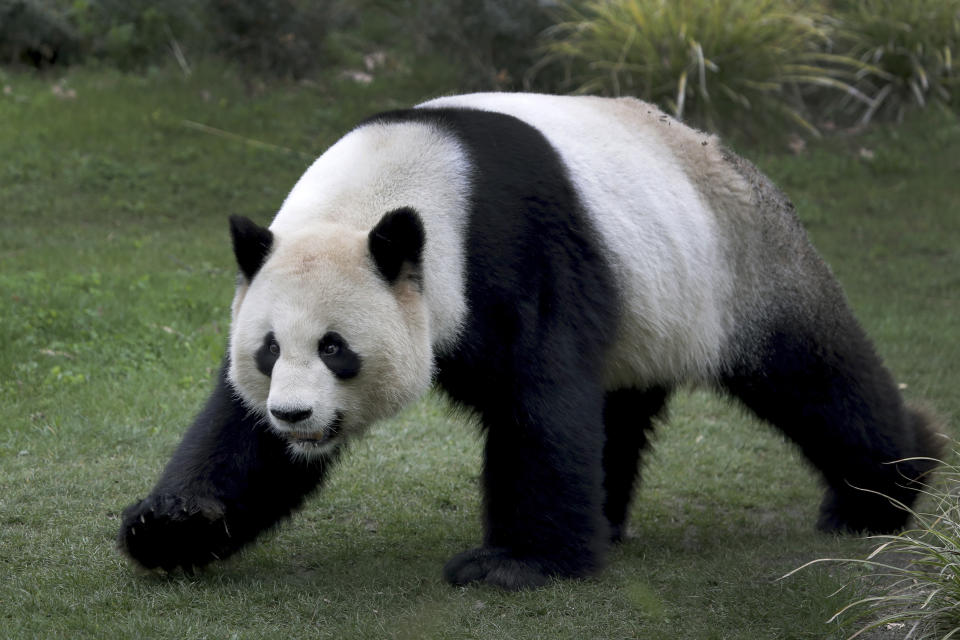 Male panda Jiao Qing walks in its enclosure at the Zoo in Berlin, Germany, Friday, April 5, 2019. (AP Photo/Michael Sohn)