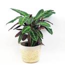 <p>Predicted to be one of 2021's most popular plants, the Velvet Calathea has dark, sultry foliage that will create the ultimate statement in any home. Originating from the rainforests of Central and South America, this plant loves indirect light, warmth and humidity.</p><p><a class="link " href="https://go.redirectingat.com?id=127X1599956&url=https%3A%2F%2Fbloomboxclub.com%2Fproducts%2Flarge-calathea-velvet-calathea-warscewiczii&sref=https%3A%2F%2Fwww.housebeautiful.com%2Fuk%2Fgarden%2Fplants%2Fg34571764%2Ftrending-houseplants%2F" rel="nofollow noopener" target="_blank" data-ylk="slk:BUY NOW VIA BLOOMBOX CLUB;elm:context_link;itc:0;sec:content-canvas">BUY NOW VIA BLOOMBOX CLUB</a> </p>