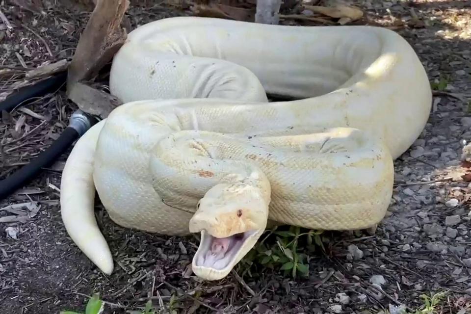 Screen Grab from footage showing Rhett and Taylor arriving at the scene where the snake was found. A homeowner had to call a duo of professional snake catchers after they discovered a rare boa constrictor in their backyard. See SWNS story SWFSboa. Rhett and Taylor Stanberry were fishing on December 12 - with their pet Brazilian tufted capuchin monkey Tobie - when they received a call. They made their way to the residential property in Naples, Florida after the homeowner described - what they assumed to be an invasive python - as "huge". At first, the snake catchers didn't think much of it due to the common nature of pythons in the state. Rhett said: "We just got a snake call, we had gotten a call about this snake yesterday and honestly didn't think much of it. "They said it was a huge python in their backyard and they needed somebody to get it. "They sent us a google image of an albino Burmese python. "If you know anything about the pythons here in south Florida, they're not albinos, they are normal-coloured snakes, brown and tan. "And now today they just messaged us saying 'please the snake is back' and they're sending these blurry photos of like a clearly white, yellow snake. "So there's some big albino snake in their yard. We've told them to stay back and we'll be there and find out what it is."