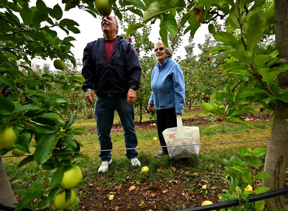 Marguerite Demers of Worcester and her son, John, of South Kingston, R.I., search for golden delicious apples at Tougas Family Farm on Wednesday in  Northborough.