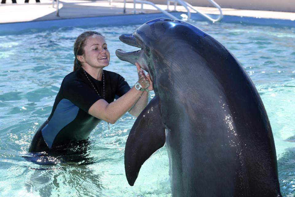 Apprentice Animal Trainer Nicki Luszczynski works with Delilah, the matriarch of the Gulfarium Marine Adventure Park in this 2020 file photo. Delilah has been at the park since 1980, and shares the tank with her daughter, Lily, and granddaughter, Kaya.