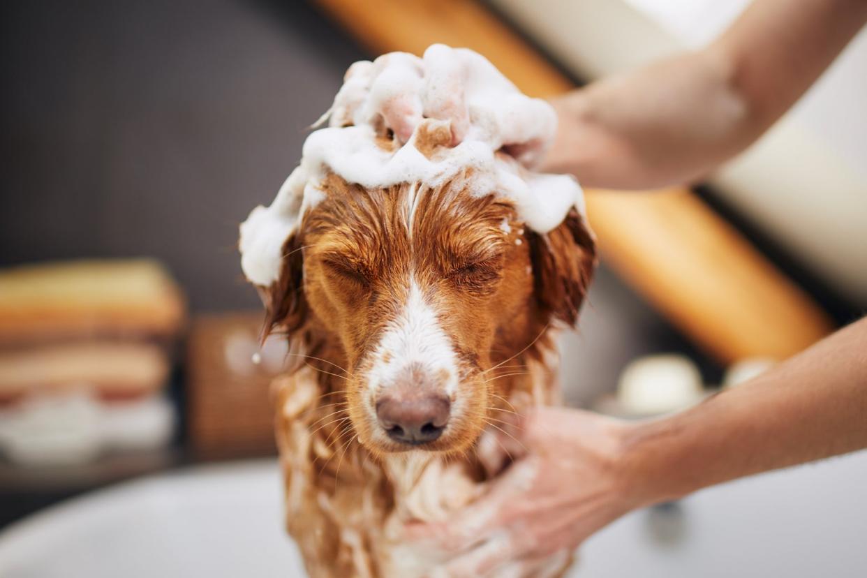 Dog getting washed with soap in a bathtub.