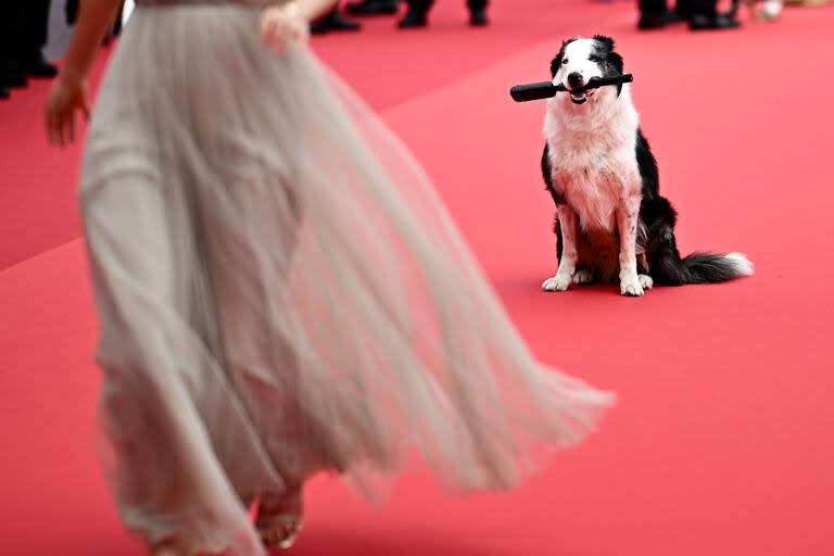 Messi, el famoso perro del film Anatomía de una caída -que también fue furor en los premios Oscar- detuvo su marcha durante la recorrida por al alfombra roja y posó para los flashes