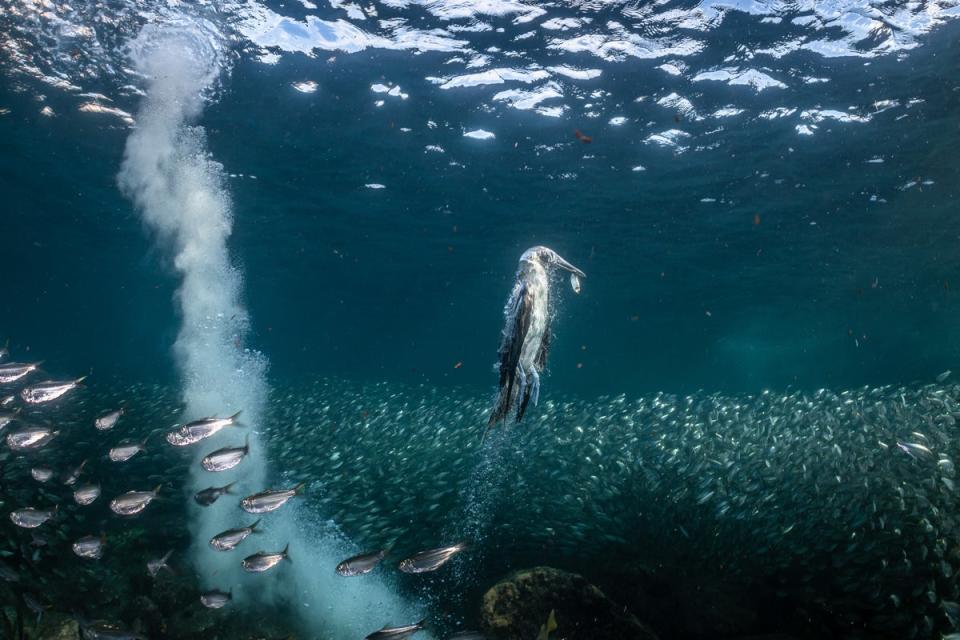  (HENLEY SPIERS/BIRD PHOTOGRAPHER OF THE YEAR)