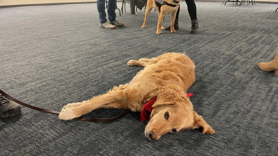 Golden Retriever Cosmo lays on the ground at the East Lansing Hannah Community Center on Feb. 16, 2023. He's there with others providing therapy to survivors of the recent mass shooting at Michigan State University.