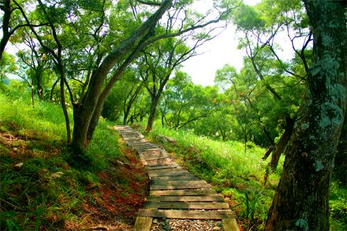 麒麟山森林步道（圖片來源：交通部觀光局）