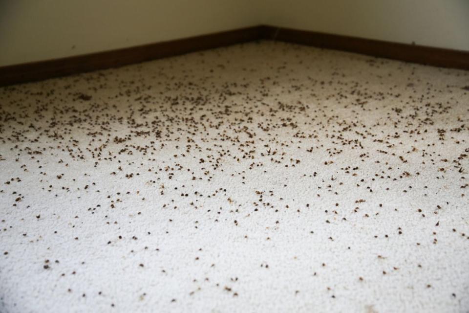 How to Get Rid of Carpet Beetles