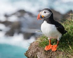 <span class="caption">Puffins - one of many species vulnerable to climate breakdown.</span> <span class="attribution"><span class="source">Richard Bartz</span></span>