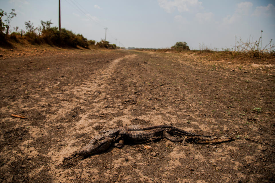 Un caimán muerto en una zona pantanosa seca que se quemó en los incendios, en el estado de Mato Grosso, Brasil, el 3 de octubre de 2020. (Maria Magdalena Arrellaga/The New York Times)