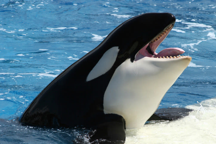 a killer whale