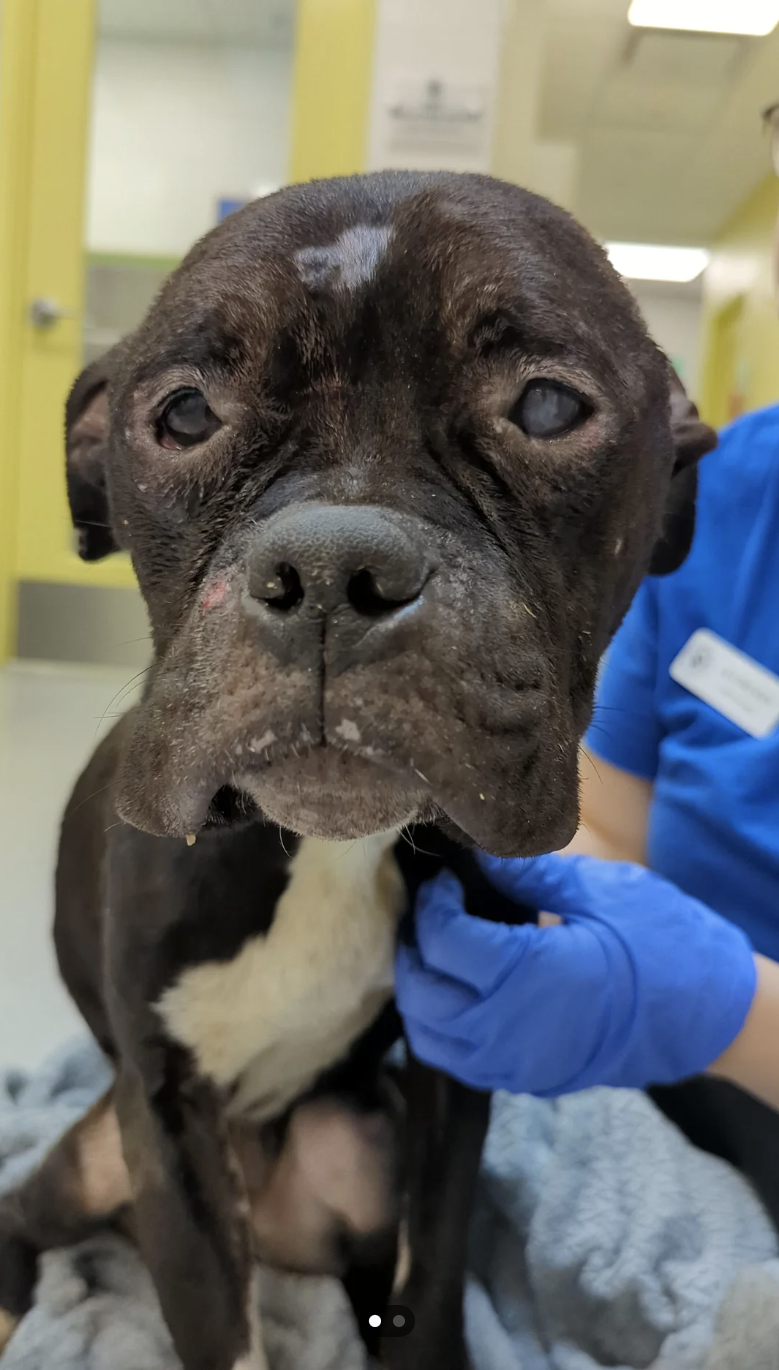 Close-up of a small, injured dog being held and cared for by a person in blue gloves