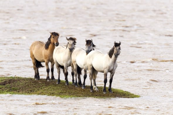 Horses stranded on tiny island after river floods in Scotland