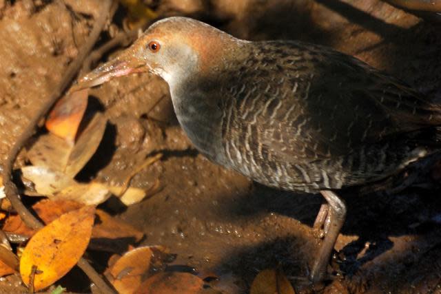 Slaty Breasted Rail<br><br>I saw this bird hiding among the reeds on the banks of the river Zuari. This bird was a lifer for me. In birding terms, a lifer is a bird that has been spotted for the first time in the birdwatcher’s life.<br><br>Photo: <a href="http://backpakker.blogspot.com" rel="nofollow noopener" target="_blank" data-ylk="slk:Lakshmi Sharath;elm:context_link;itc:0;sec:content-canvas" class="link ">Lakshmi Sharath</a><br><br><a href="http://in.lifestyle.yahoo.com/submissions.html" data-ylk="slk:Submit your finest bird photographs;elm:context_link;itc:0;sec:content-canvas;outcm:mb_qualified_link;_E:mb_qualified_link;ct:story;" class="link  yahoo-link">Submit your finest bird photographs</a> or share them with our Flickr pool. The best submissions will be featured here.