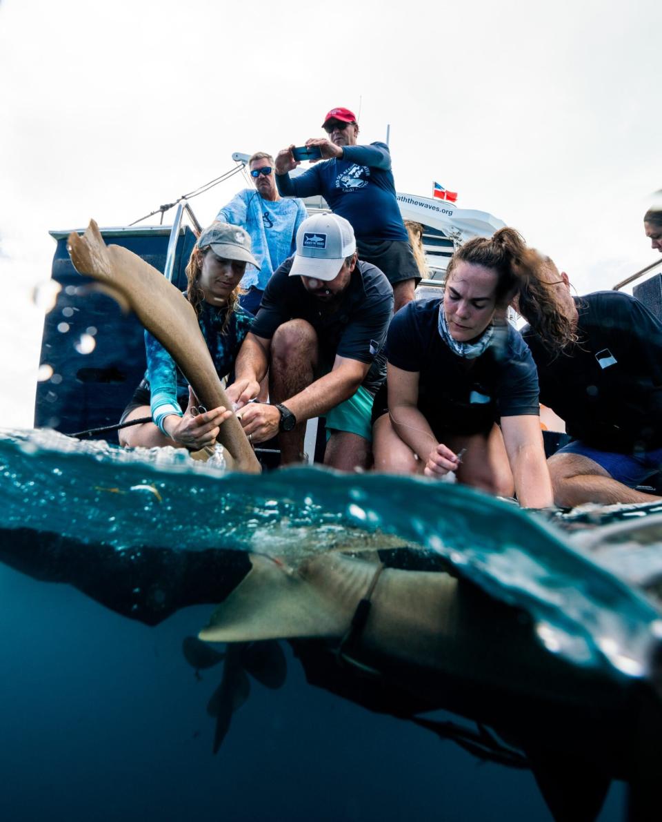 What is shown in the photograph – Dr. Austin Gallagher  and Beneath The Waves research team  Where was the image taken – The Bahamas and St. Maarten Dutch Caribbean (depending on which image) When was the image taken – 2021 Who took the photograph – Sami Kattan  Full credit line – Courtsey of Beneath The Waves