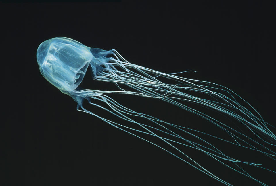 A stock image of a box jellyfish swimming along the Australian coast.