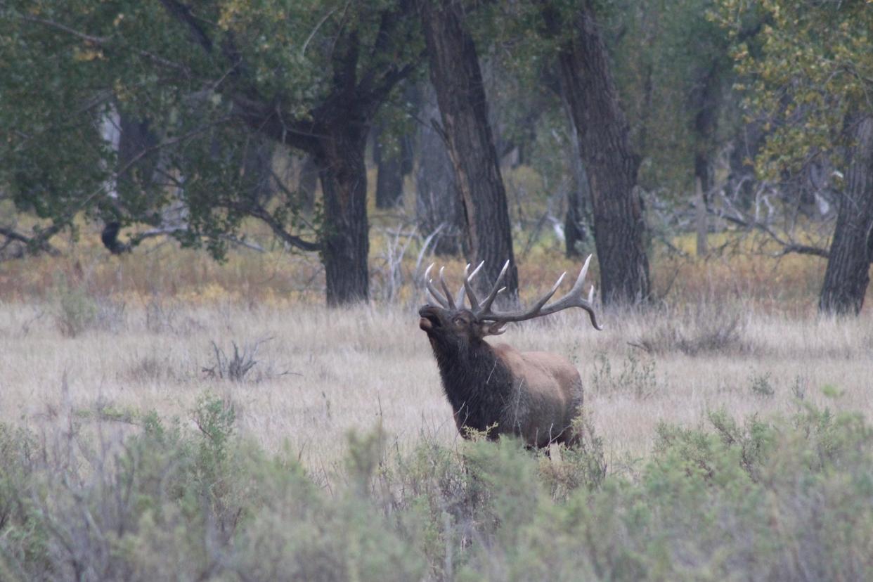 Bull elk bugling at C.M. Russell Wildlife Refuge in 2020