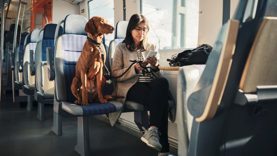 Dog on train