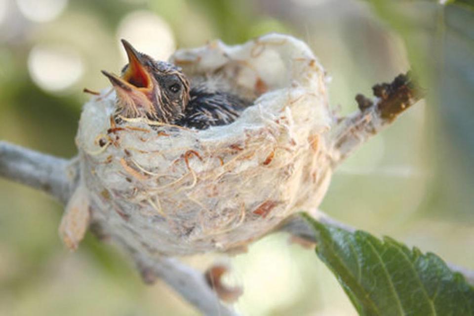 A baby hummingbird is seen in a nest in Shandon..