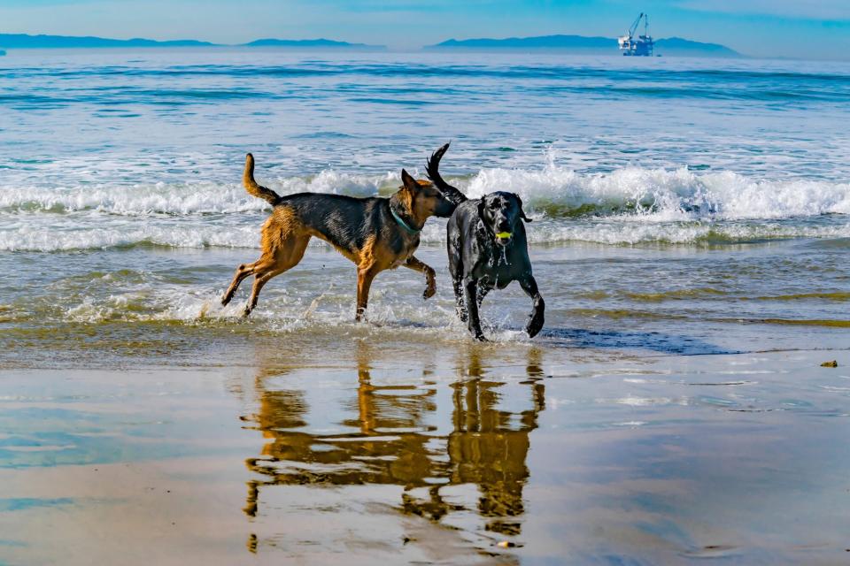 two dogs playing on dog-friendly Huntington Dog Beach in Huntington, California