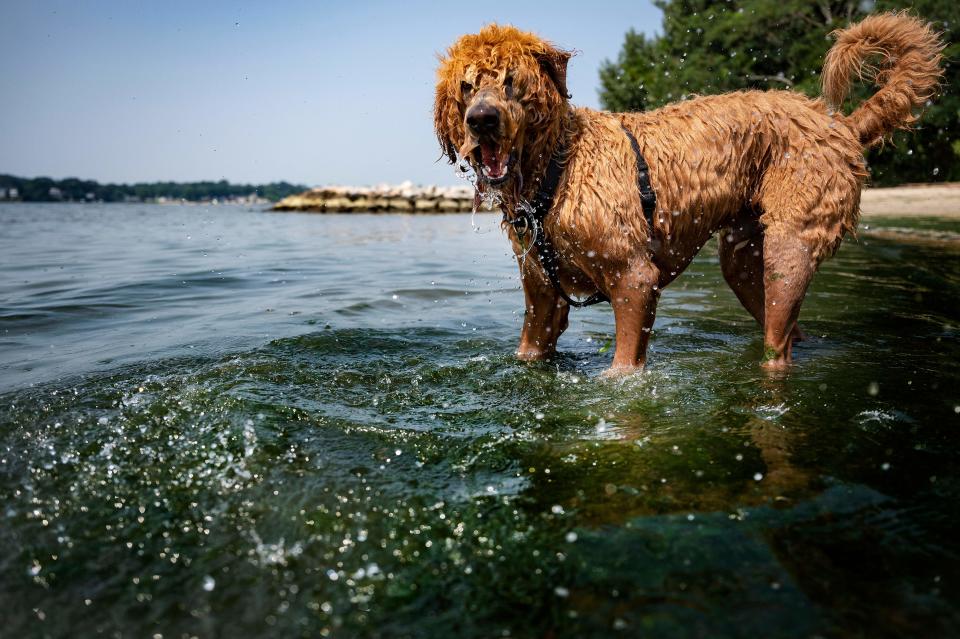 At least 18 'doodle' breed dogs were abandoned in western Washington in August 2023, and are being cared for at a Bellingham animal shelter. This photo shows a Maryland labradoodle playing in the water in 2021.