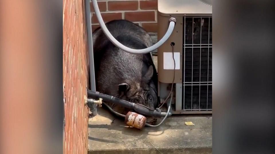 A large pig reportedly spent days last week running loose through a Pennsylvania neighborhood, befuddling and terrorizing residents all while eluding capture.