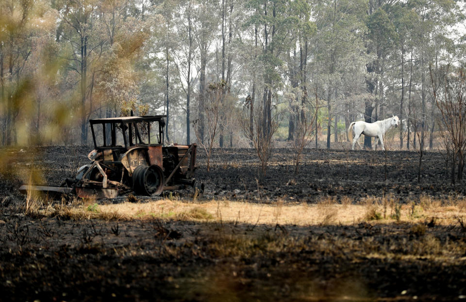 NEW SOUTH WALES, Nov. 11, 2019 -- A white horse trots on the field where a farmhouse was burnt by bushfires near Port Macquarie, New South Wales, Australia, Nov. 11, 2019.    A devastating start to the Australian bushfire season has prompted a state of emergency in the eastern state of New South Wales , with the country's largest city, Sydney bracing for "catastrophic" fire danger.     On Monday, a state of emergency was declared for NSW, with exceptionally hot and windy conditions predicted for Tuesday, threatening to create an even bigger fire disaster than that which left three people dead last week. (Photo by Bai Xuefei/Xinhua via Getty) (Xinhua/Bai Xuefei via Getty Images)