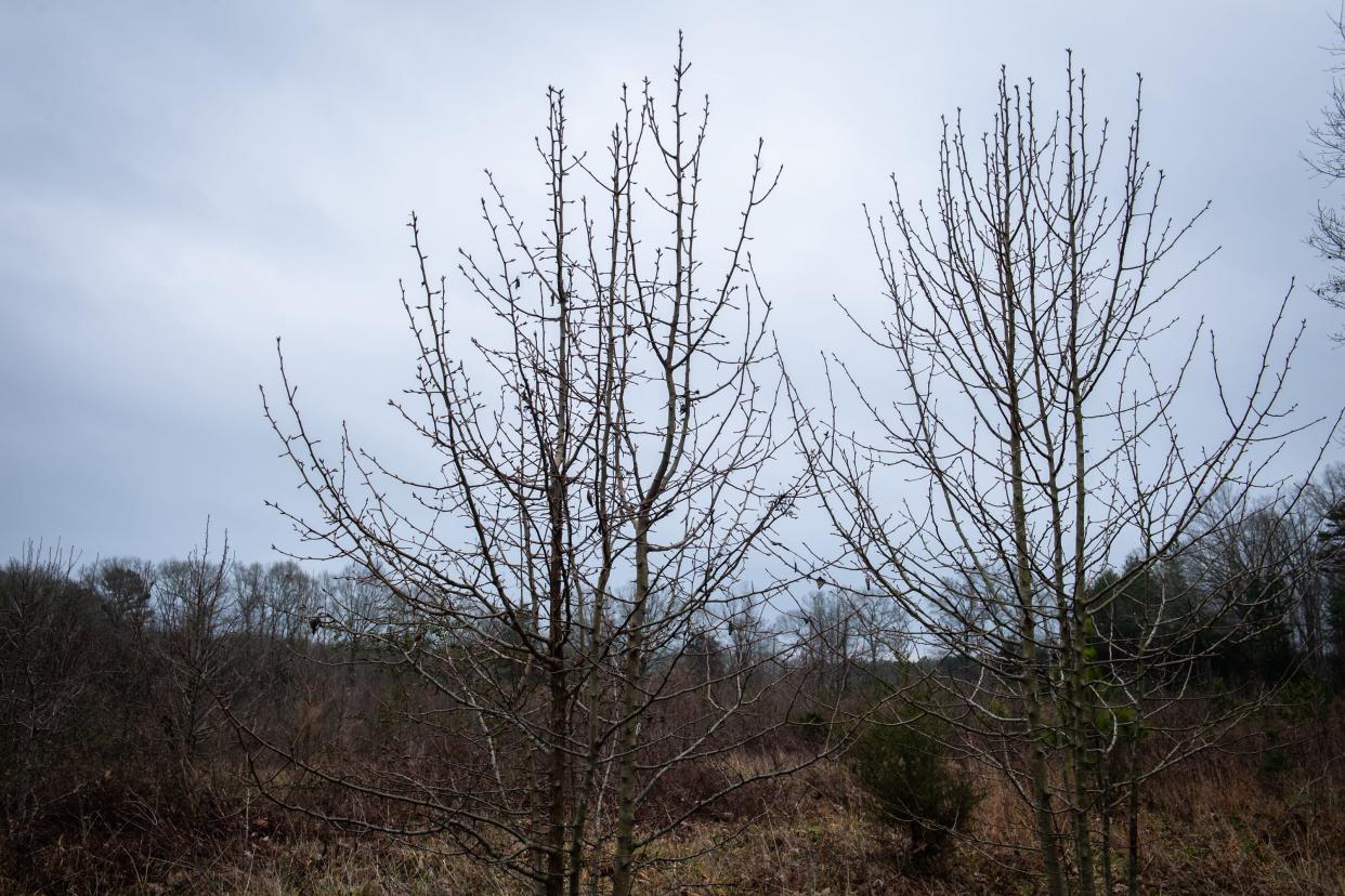 Bradford pear trees in a field behind a cemetery in Pendleton Wednesday, February 5, 2020.