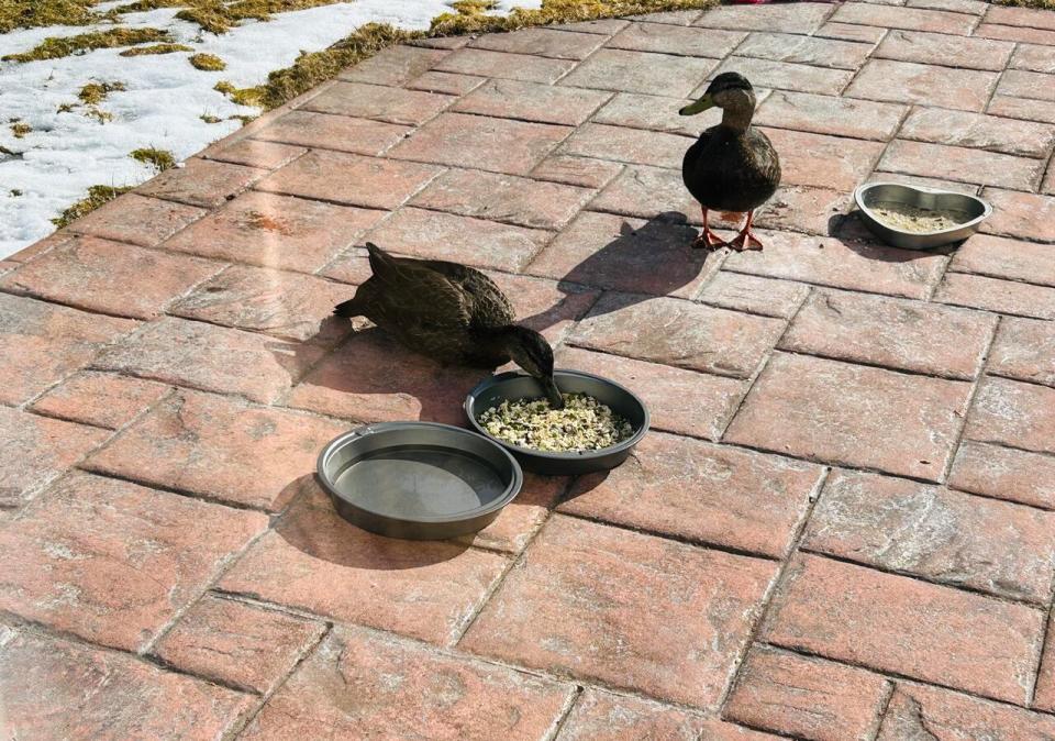 Every spring, two ducks show up to the Barker's home in Portugal Cove- St. Philip's.