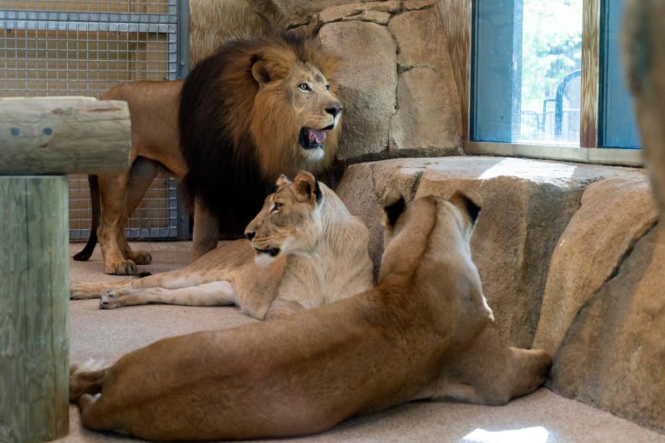 Newly arrived to the Potawatomi Zoo in South Bend is this pride of lions, from left, the male Kembe and sisters Shtuko and Shaba.