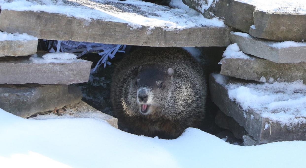 Poppy, a groundhog, at the Potawatomi Zoo in South Bend, IN, predicted six more weeks of winter in her first Groundhog Day celebration.