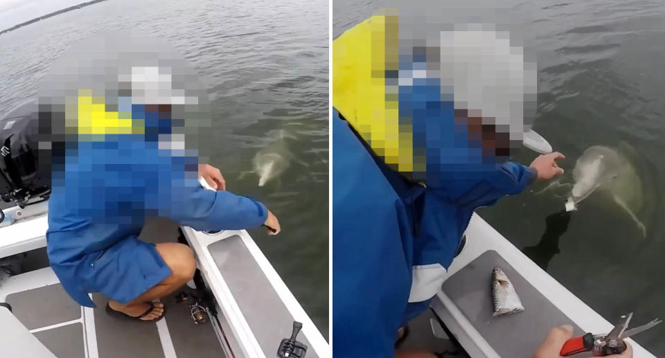 The fisherman looking at the dolphin at the side of the boat (left) and the fisherman feeding the dolphin (right).