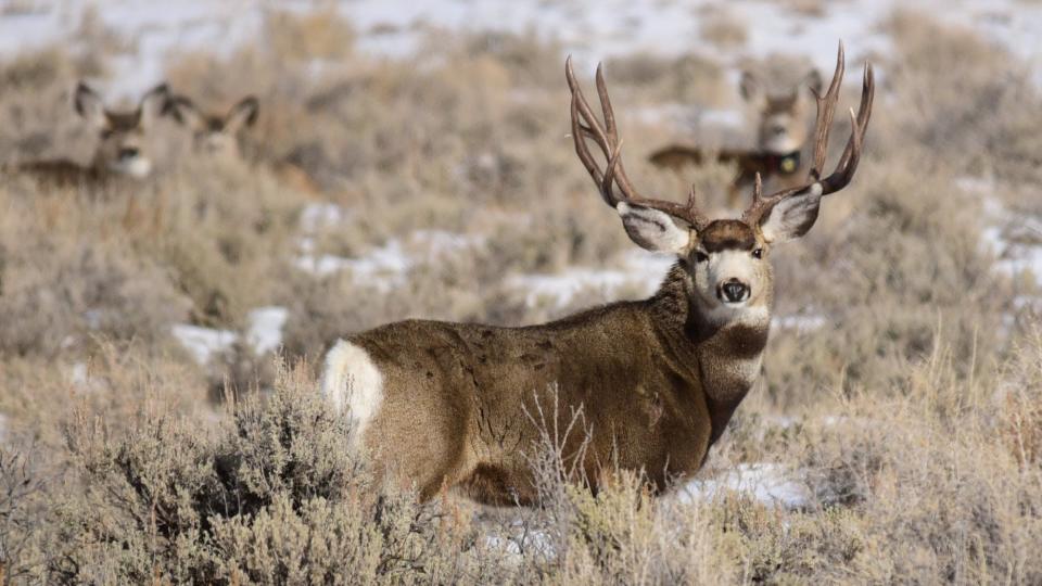 a mature mule deer buck stands in a field