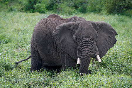 A wild elephant grazes on the side of the road near Meru National Park, Kenya, April 5, 2018. REUTERS/Baz Ratner/Files