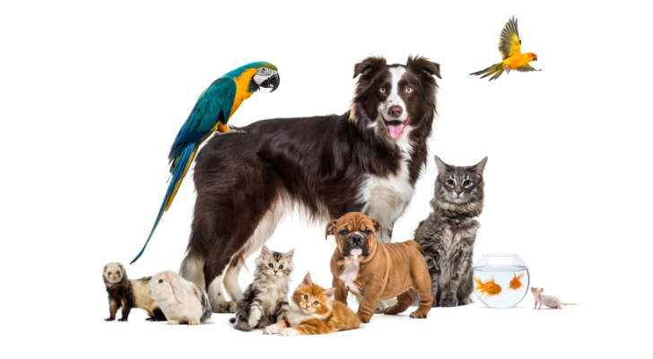 Group of pets posing around a border collie; dog, cat, ferret, rabbit, bird, fish, rodent