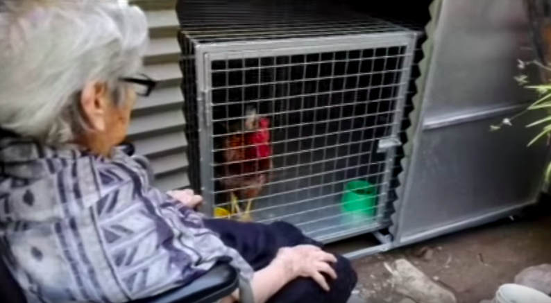 Insólito litigio por el gallo Coco, la mascota de una mujer con Alzheimer