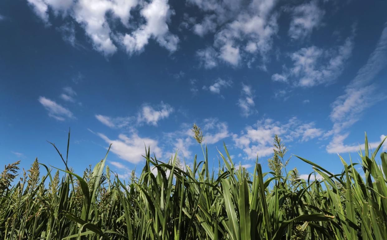 La Union Maze is planning to open with its 2nd Annual Spring Fling April 27-28 and May 4-5 at 1101 Highway 28 Anthony, N.M.